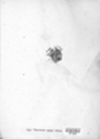 Inoderma epigaeum image